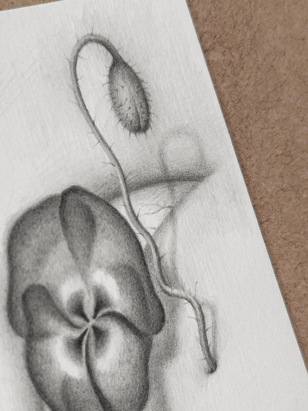 Sprouted Senses No.1