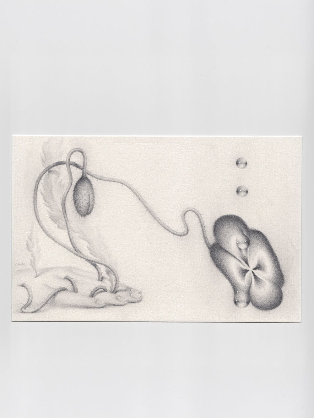 Sprouted Senses No.3