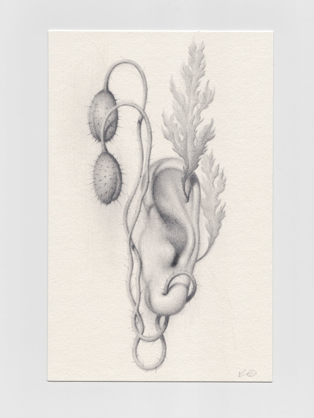 Sprouted Senses No.4