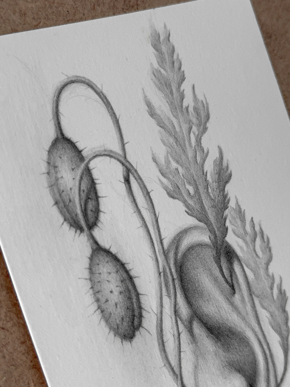 Sprouted Senses No.4